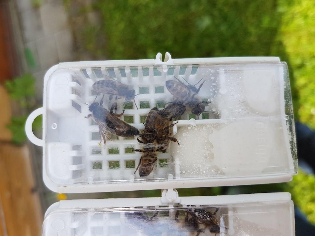 A new queen for the bees is growing