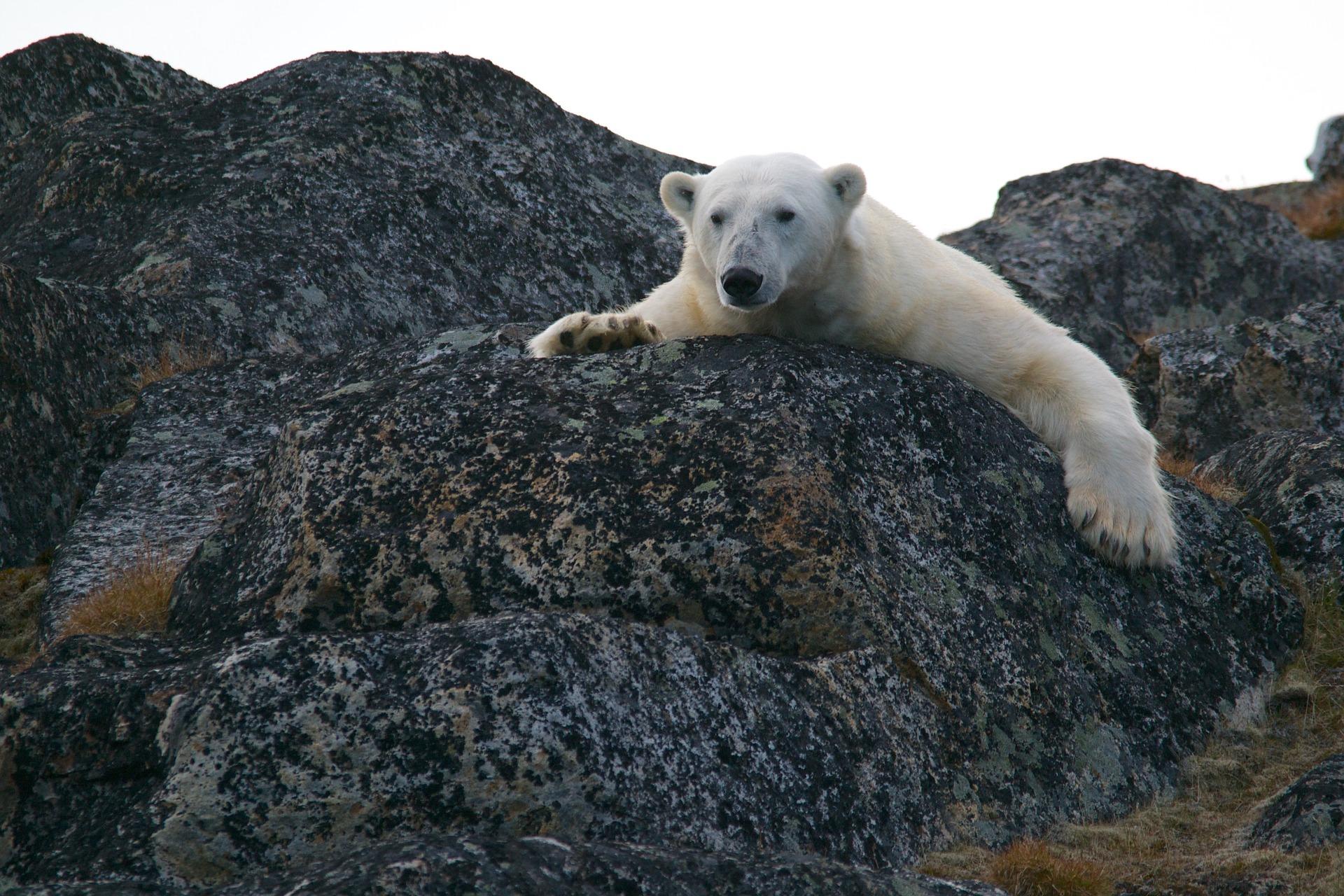 Eisbär verliert Lebensraum Photo by Andy Brunner on Unsplash