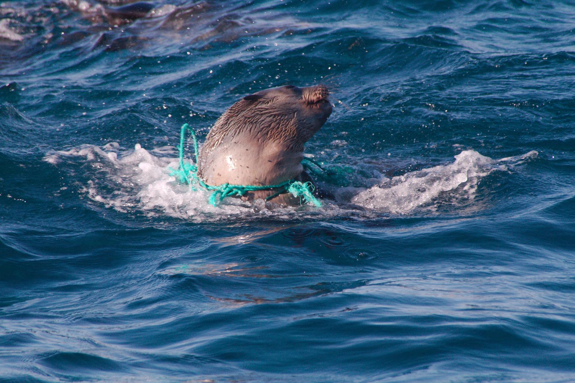 Seehund im Plastik