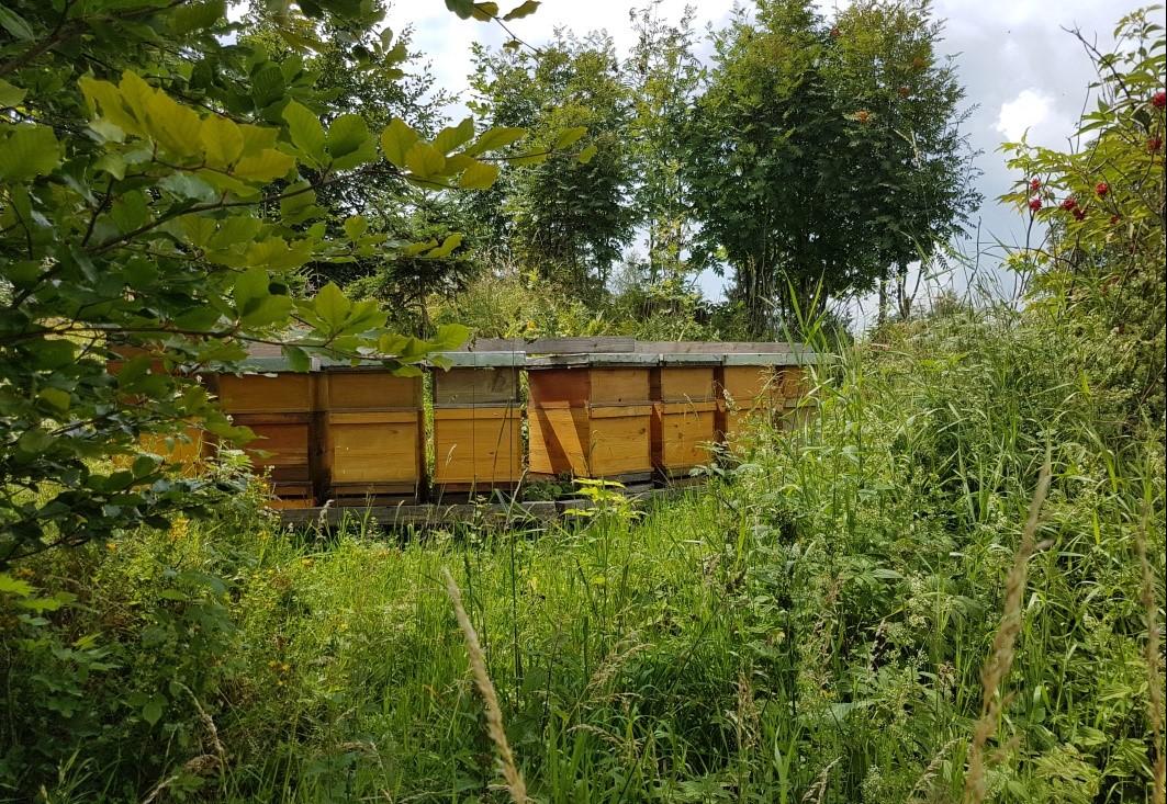 A new beehive is growing in their population in a quiet place