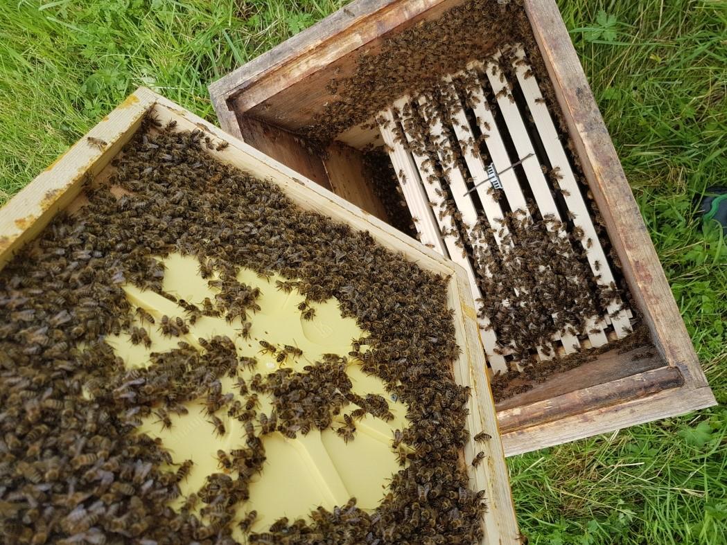 Bestehendes  Bienenvol in neuem Binenenstock