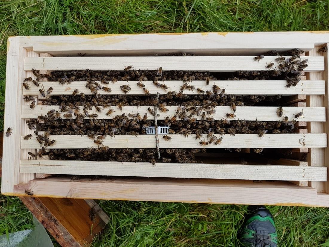 Bienenvolk in neuer Behausung