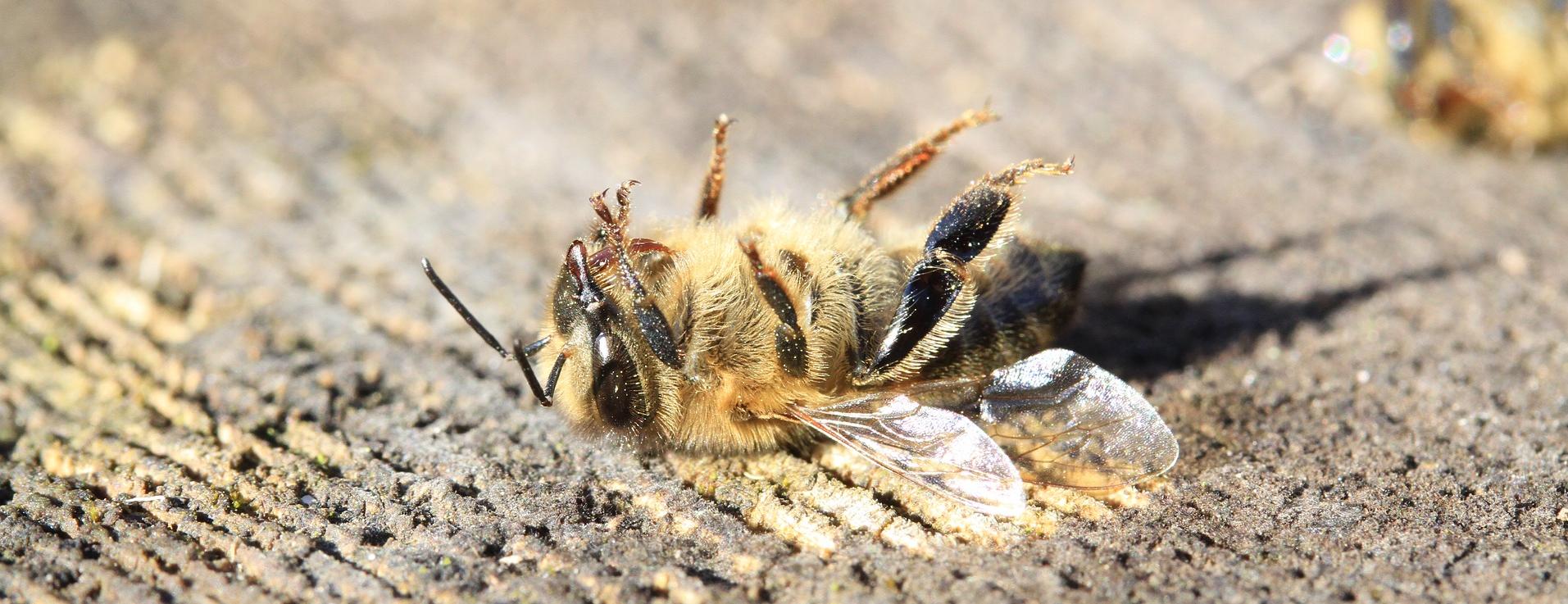 Bee mortality