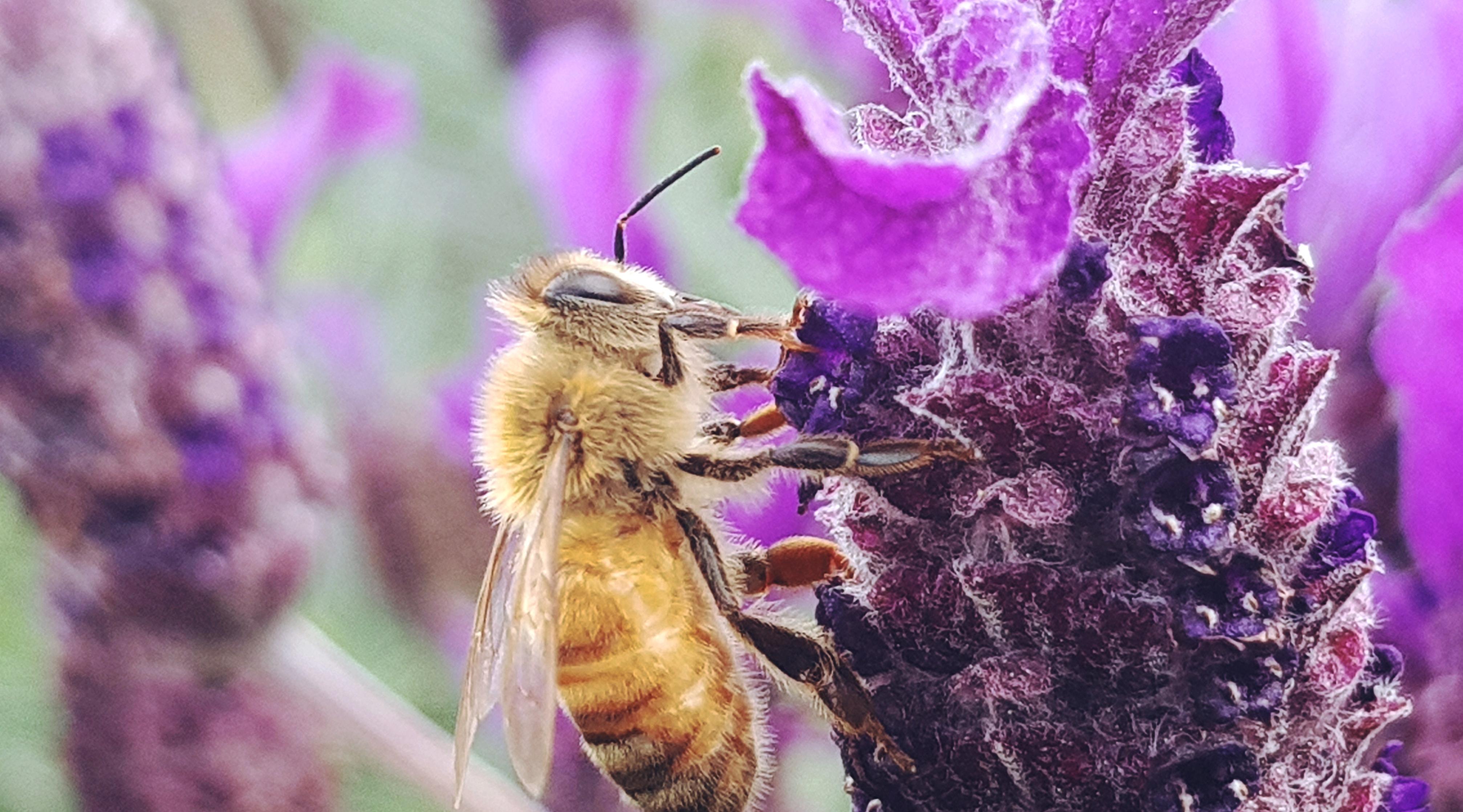 Biene als wichter Tei des Ökosystems