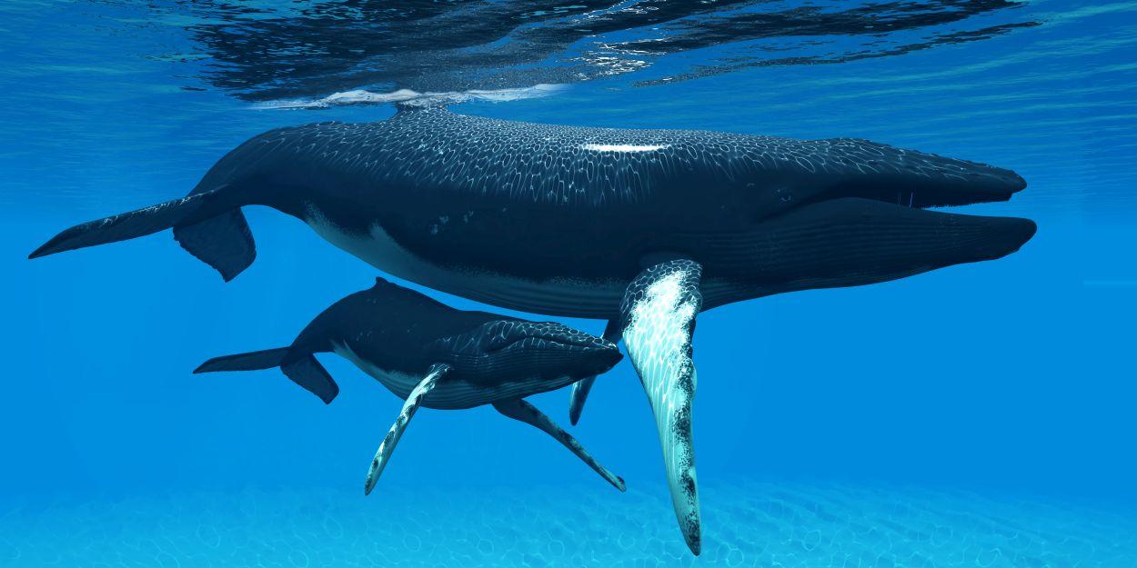 Whales under the water