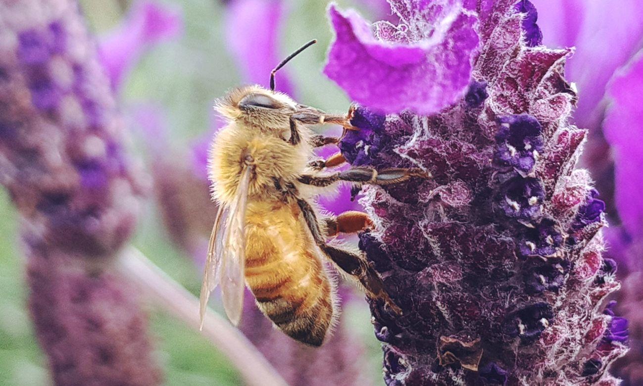 Bienen 80% Bestäubungstätigkeit