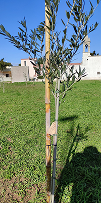 Spende einen Olivenbaum