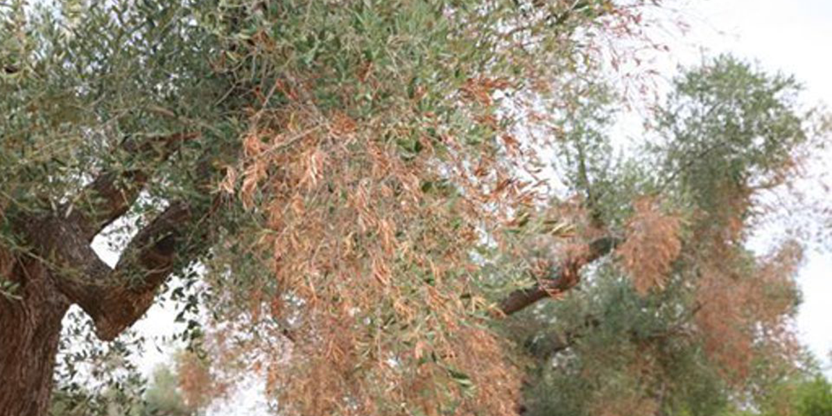 Olive trees wither due to Xylella fastidiosa.