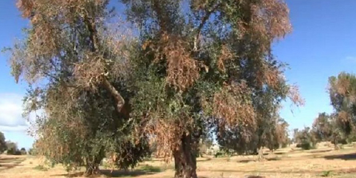 Olive trees wither due to Xylella fastidiosa.