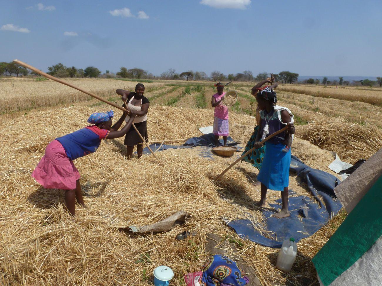 Nachhaltige Lebensmittelversorgung für Schüler in Simbabwe