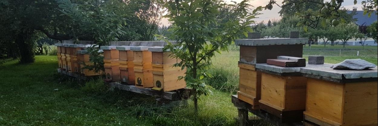 Bee colony, Amplatz organic apiary