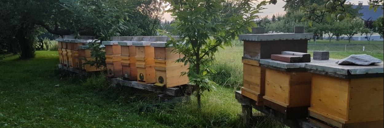 Bienenvolk Bio-Imkerei Amplatz