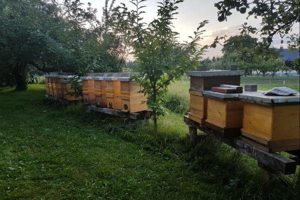 Bienenvolk Bio-Imkerei Amplatz