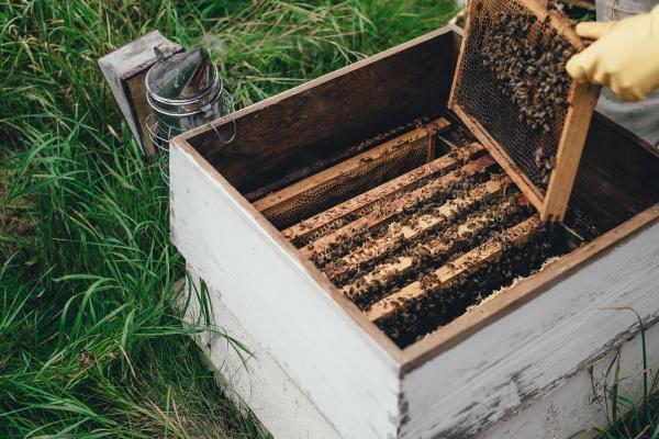 Bee colony, Amplatz organic apiary