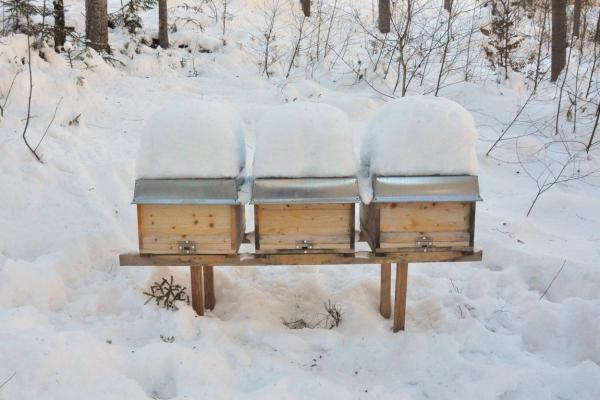 Bees in Winter