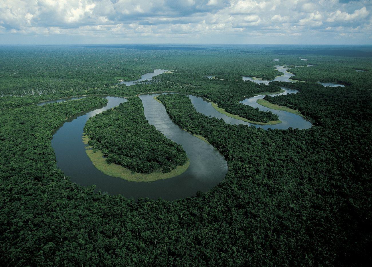 Rainforest Amazonas reforestation
